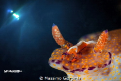 Nudibranch & emperor shrimp by Massimo Giorgetta 